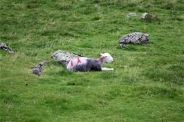 One of the rare Herdwick sheep roaming the Lake District